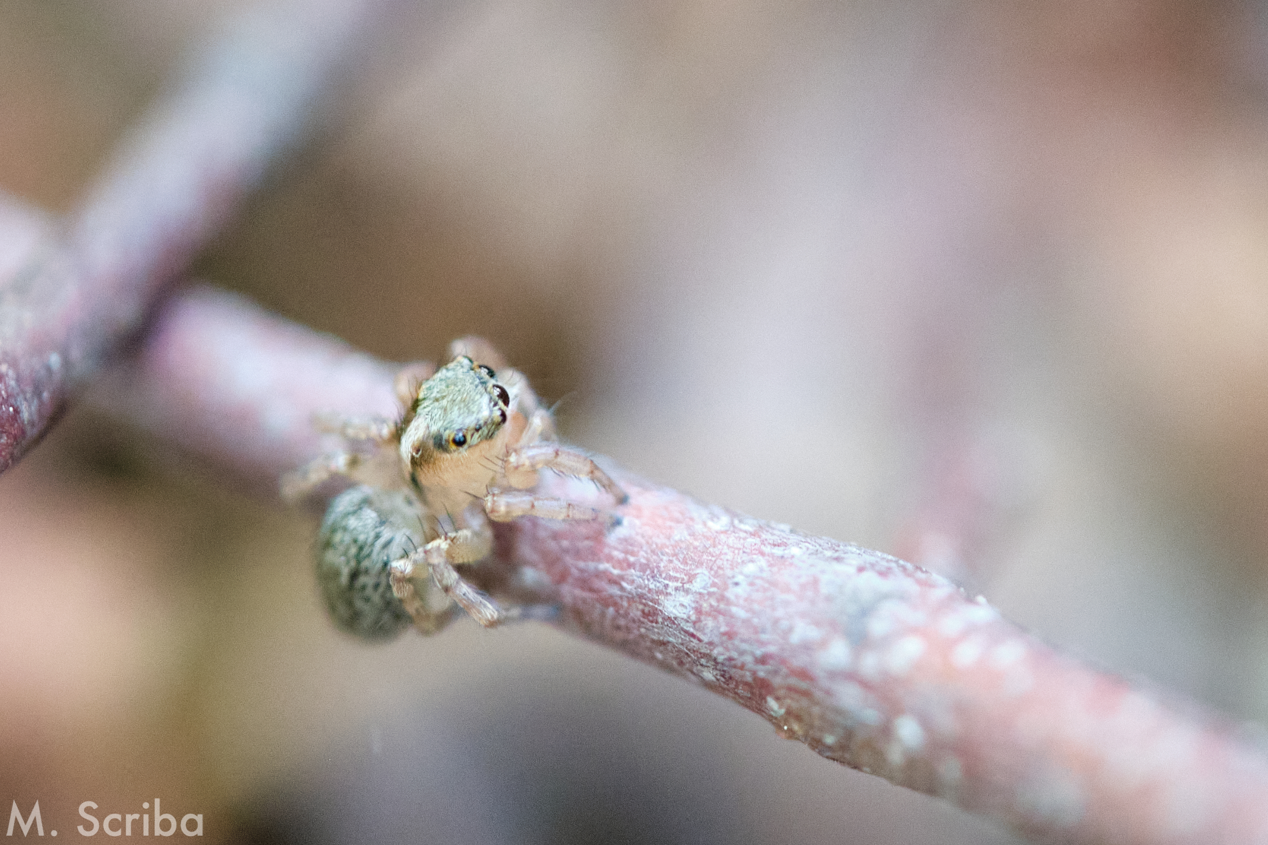 Saitis barbipes juvenile on branch